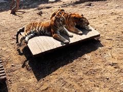 -大连森林动物园