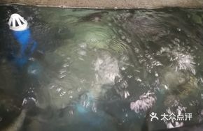 Sour Cabbage and Small Carp