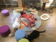 -东方名猫馆·英短金渐层布偶猫舍(环线广场1号楼店)