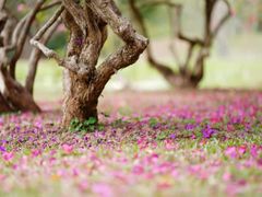 -中国科学院西双版纳热带植物园