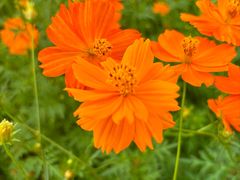 -亚龙湾国际玫瑰谷