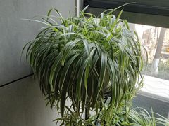 -东哥紫阳蒸盆子(旺座·现代城店)