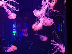 -成都浩海立方海洋公园