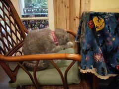 -猫色咖啡·猫咖