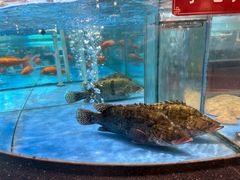 -大铁勺新津菜(中北永旺店)