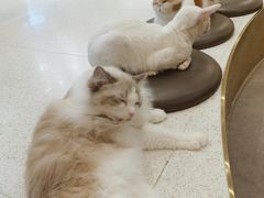 -飞行喵MR PILOT|猫舍·猫咖(静安大融城店)