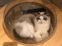-momokira米努特·德文卷毛猫·棉花面纱犬