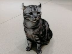 -藏猫猫咖啡主题馆(中央大道店)