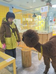 -神奇动物撸宠馆·羊驼·小浣熊·异宠(豫园店)
