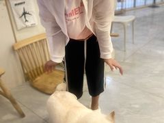 -柴犬小屋·柴餐厅·狗咖食堂(金鼎广场店)