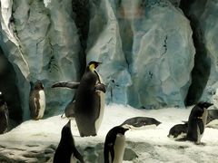 -帝企鹅自助餐厅•儿童岛•真企鹅(长隆企鹅酒店)