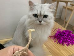 -李小姐の猫咖啡馆(五角场店)