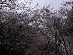 -武汉大学-樱园