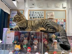 -猫的天空之城概念书店(杭州南宋御街店)
