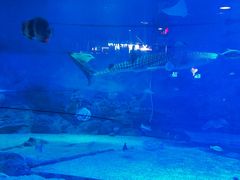 -烟台海昌鲸鲨海洋公园