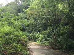 -火炉山森林公园