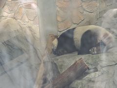 -重庆市奥林匹克体育中心-游泳跳水馆