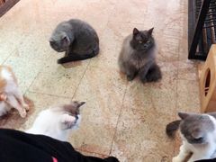 -more than meow吴止猫主题餐厅(承德 中船汇店)