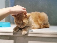 -猫小院猫主题餐厅(三里屯店)
