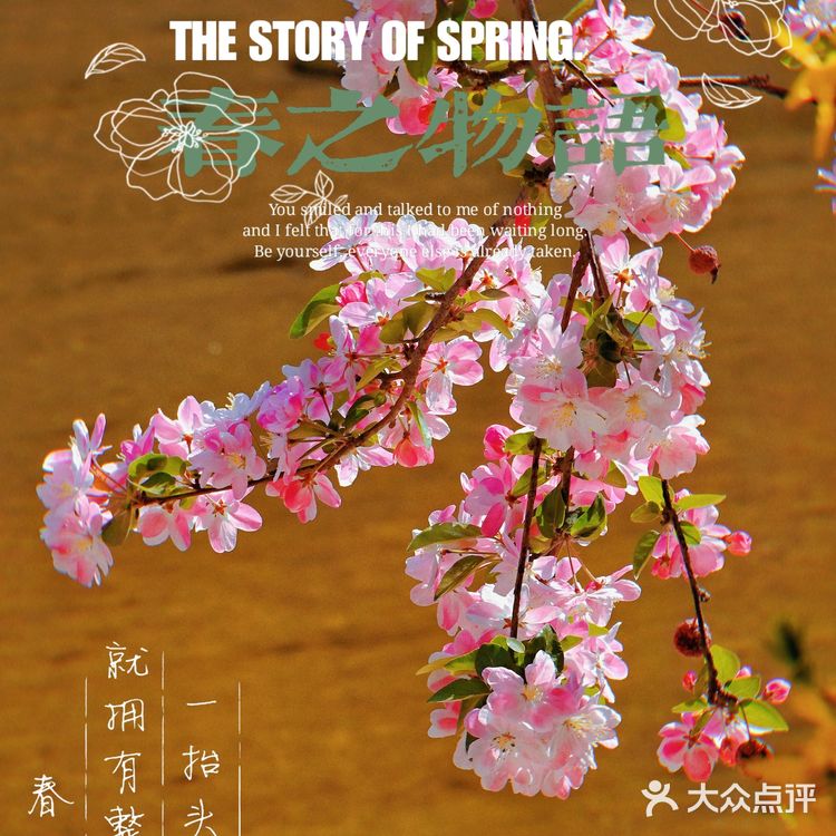 🌸京城赏花攻略|北土城地铁口,让你免费拥抱海棠花海🌷