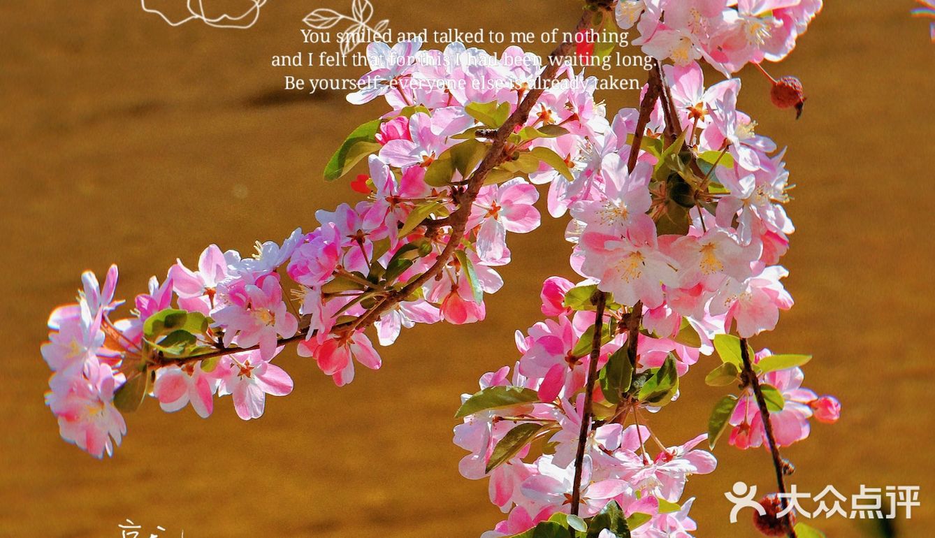 🌸京城赏花攻略|北土城地铁口，让你免费拥抱海棠花海🌷
