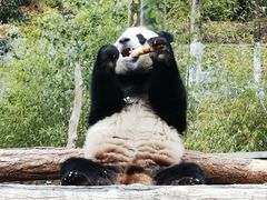 -卧龙中华大熊猫苑神树坪基地