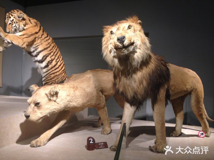 上海自然博物馆景点图片