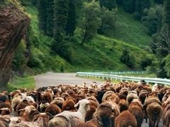 -新疆那拉提国家旅游度假区