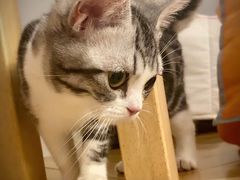 -猫大福·Fortune Cat猫舍(百子湾店)