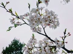 -武汉大学-樱园