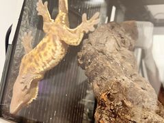 -酷以爬仙阁实体爬宠店·守宫·蜥蜴·专业繁育