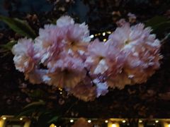 -仁恒西郊花园