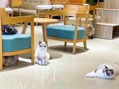大堂-藏猫猫咖啡主题馆(中央大道店)