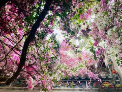 -深圳国际园林花卉博览园