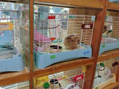 -宠物兔专门店(天丰利市场店)