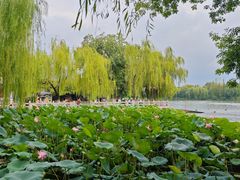 -济南大明湖景区