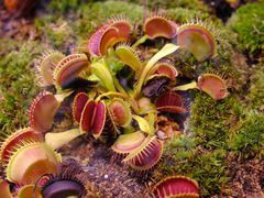 -中国科学院西双版纳热带植物园