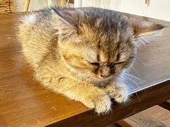 -楼上猫咖(罗湖店)