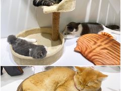-COLOR PETS 撸猫馆·购猫·猫咖(长风大悦城店)