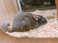 -藦茜花园宠物主题亲子互动体验馆(国顺东路店)