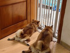 -是阿柴呀！柴犬咖啡·爱喵喵猫咖