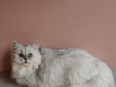 -猫儿山۰猫主题餐厅