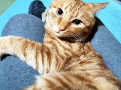 -中农大我爱我爱动物医院·核磁CT·猫病·24小时夜诊中心(石佛营店)