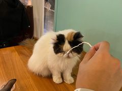 -猫小院猫主题餐厅(三里屯店)