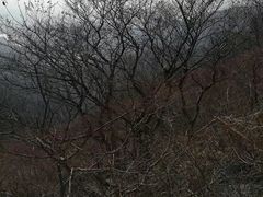 -龙口南山旅游景区