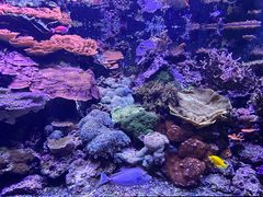 -西雅图水族馆