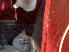 -达爱动物医院·犬猫分区·CT·复杂眼科(远洋山水分院)
