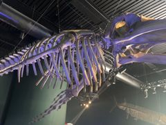 -瑞普利水族馆