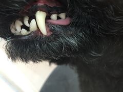 -萌萌喵宠物(百水芊城阅水坊店)