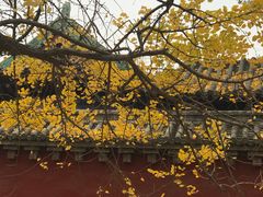 景点银杏叶-少林寺景区